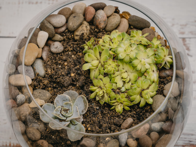 Bowl full of greenery and soil in a terrarium making class